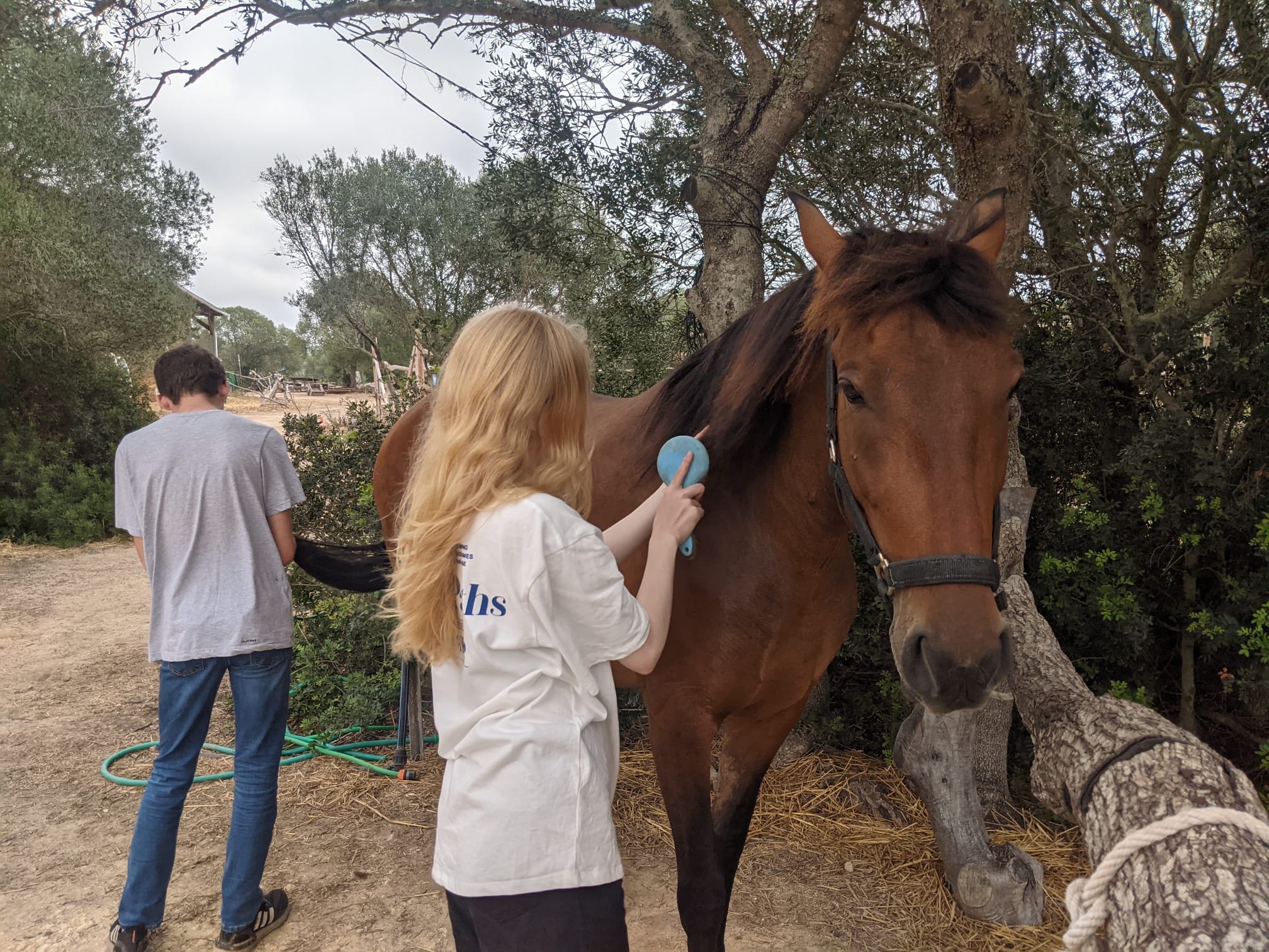 05E1A59C-1916-4396-BE48-5F0EB4972D13 Teenagers grooming a horse on a horse farm in Spain